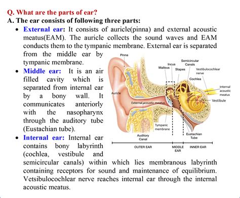 Anatomy Of The Ear Pdf