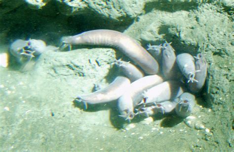 Aquarium of the Pacific | Online Learning Center | Pacific Hagfish