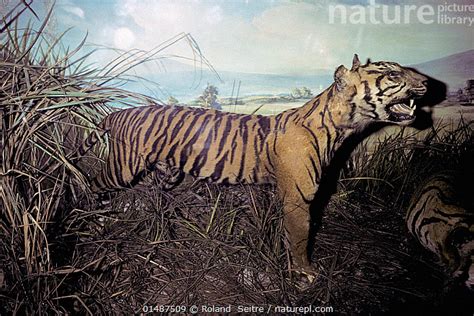 Stock photo of Stuffed Javan tiger (Panthera tigris sondaica) specimen ...