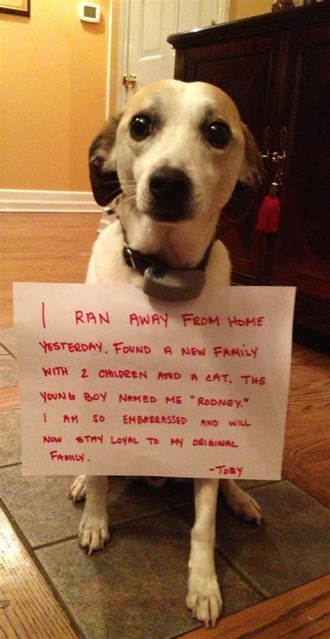 17 Guilty Dogs And Their Shameful Crimes | Guilty dog, Animal shaming ...