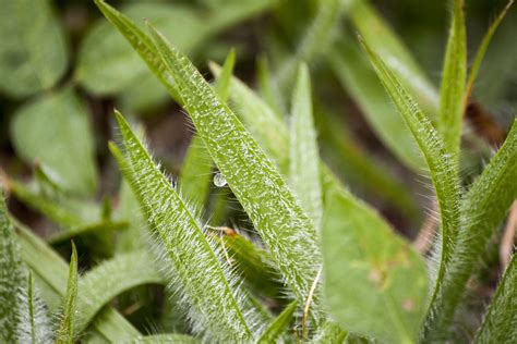 Free photo: Close up of grass blades - Summer, Leaf, Spring - Free ...