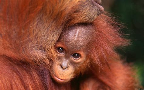 🔥 [40+] Baby Orangutan Wallpapers | WallpaperSafari