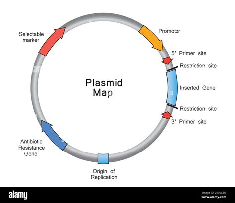 Simple Illustration of Plasmid Map. Colorful Symbols. Vector ...