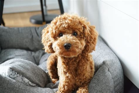 Brown Poodle 101: Expert Care And Training Tips