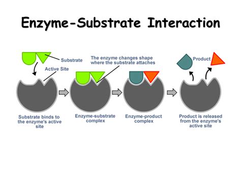 Enzymes. A Cell's Catalysts - Presentation Biology