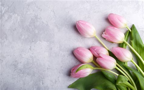 Download wallpapers pink tulips, gray wall texture, spring pink flowers ...