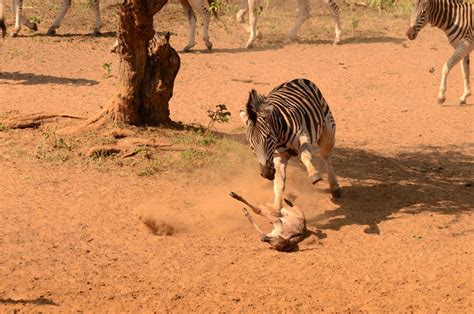 Zebra attack wildebeest calf - Africa Geographic