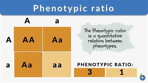 Genotype Vs Phenotype Eyes