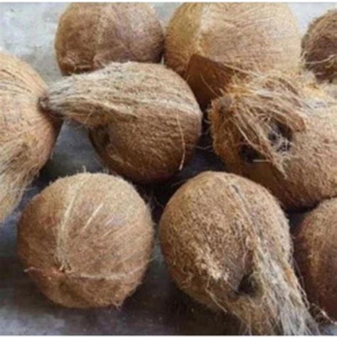 Jual Kelapa Tua Bahan Santan | Shopee Indonesia