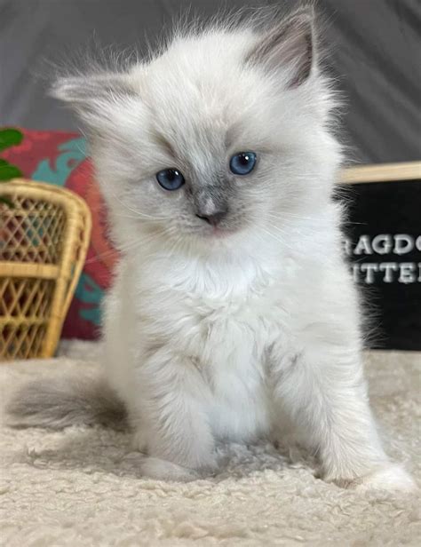 Blue eyes Ragdoll kittens for sale