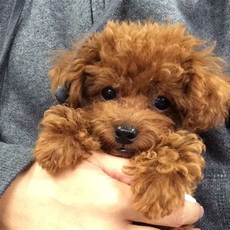 Carmel just wants to be held~ | Toy poodle puppies, Cute baby animals ...