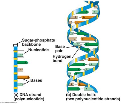 DNA Diagrams | 101 Diagrams