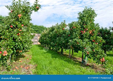 Apple Orchard Stock Photo - Image: 17169100