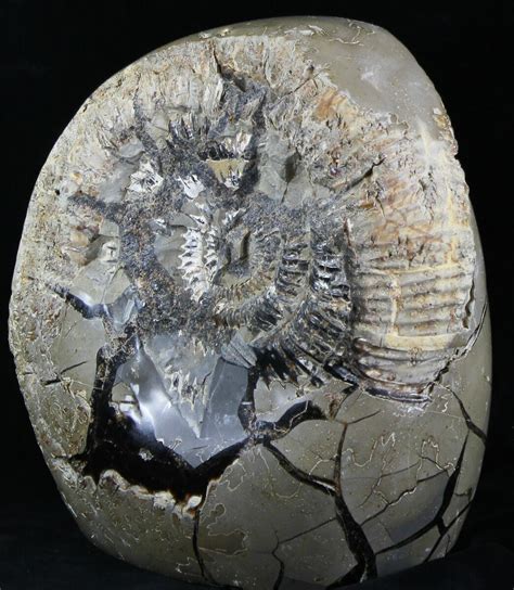 Large Ammonite Fossil In Septarian Nodule - Madagascar (#31830) For ...