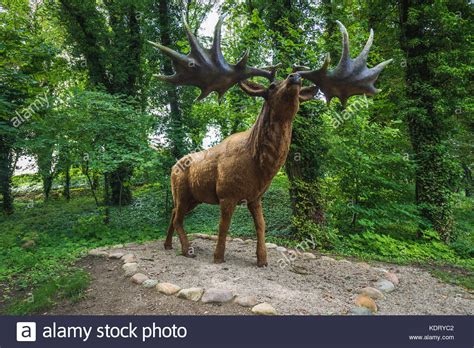 Irish elk – Wild Deer Association of Ireland