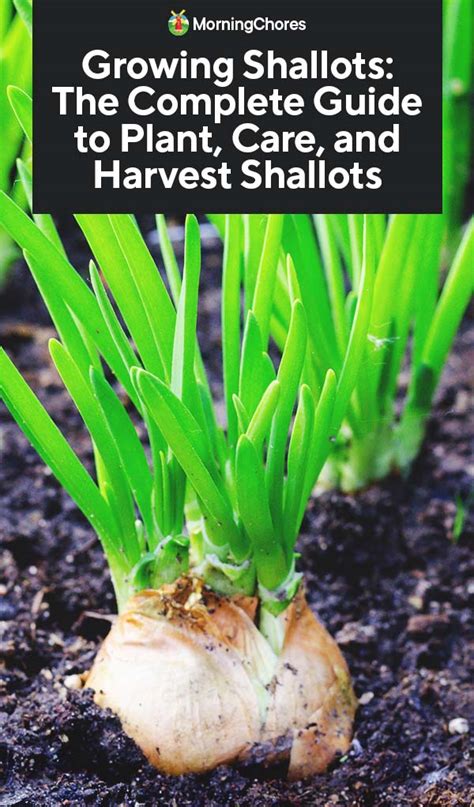 Growing Shallots: Best Varieties, Planting Guide, Care, Problems, and ...