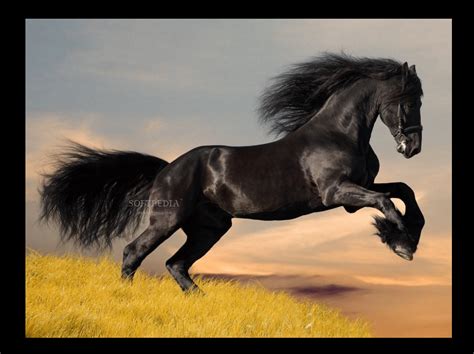 Download Friesian Horse Screensavers 1.2