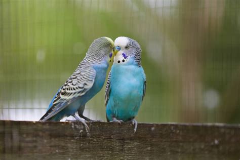 8 Top Blue Parrot Species to Keep as Pets