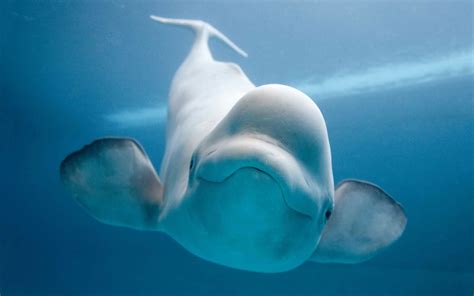 Beluga whale wallpaper | 1920x1200 | #11678