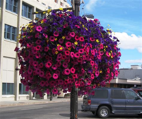 Vibrant Hanging Baskets—A Recipe for Success – It Grows in Alaska