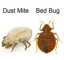 Bed Bugs or Dust Mites: Tips to Identify, Treat & Prevent the Pests.