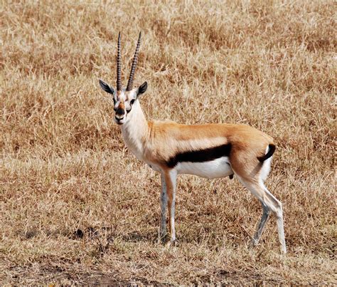 File:Thompson gazelle.jpg - Wikimedia Commons