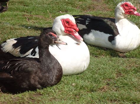 Muscovy ducks are excellent ducks to keep, they are good grazing ducks ...