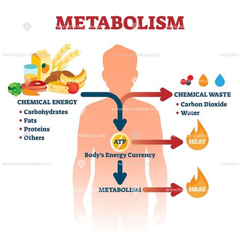 Metabolism vector illustration