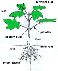 Filicinophyta - Phyla Groupings