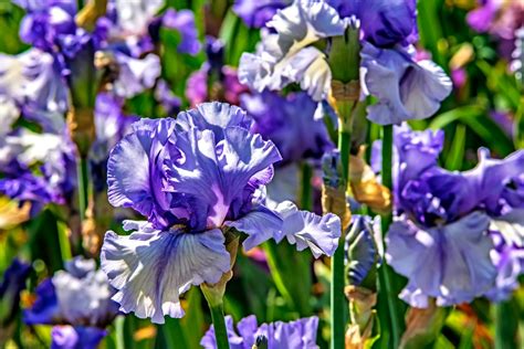 Step-by-Step Guide for Creating an Iris Garden – Wholesale Nursery Co