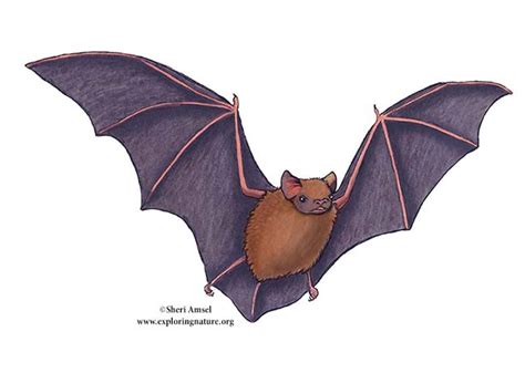 Bat (Eastern Pipistrelle)