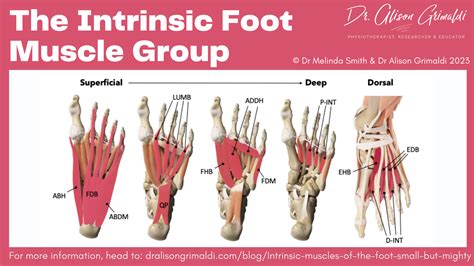 Muscles Of The Foot Laminated Anatomy Chart, 44% OFF