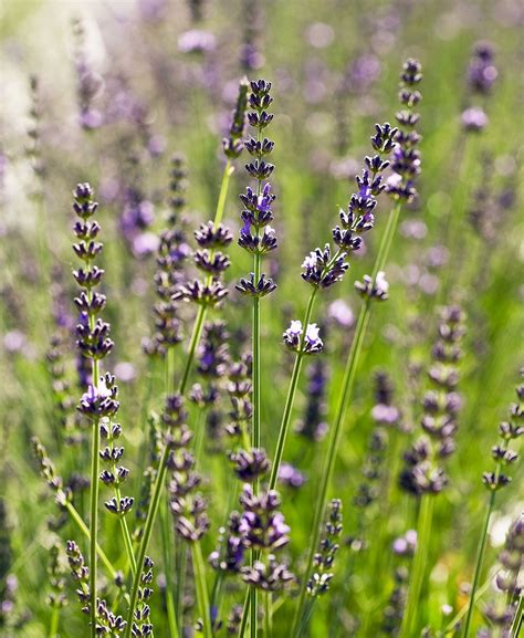 23 Lavender Varieties for a Fragrant Garden Wherever You Live | Types ...