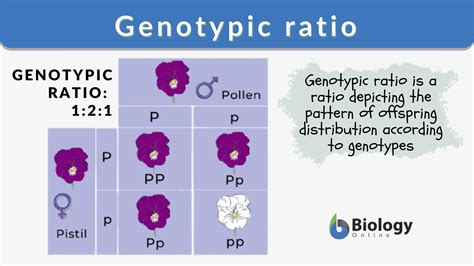 Normal Male Genotype