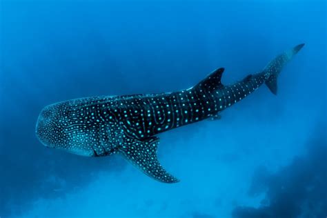 Swimming with Whale Sharks in The Philippines - Oslob and Donsol ...