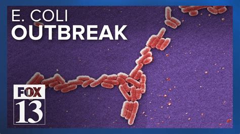 E. coli outbreak reported in Cache County - YouTube