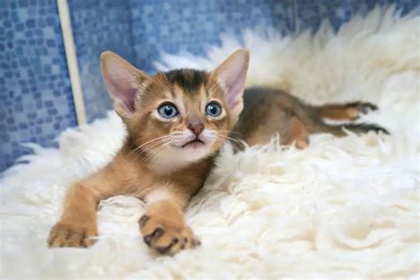 7 Abyssinian Cat Colors - Find The Right Color For You