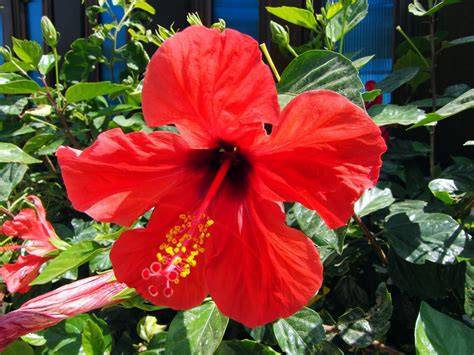 Home And Garden : Hibiscus rosa-sinensis