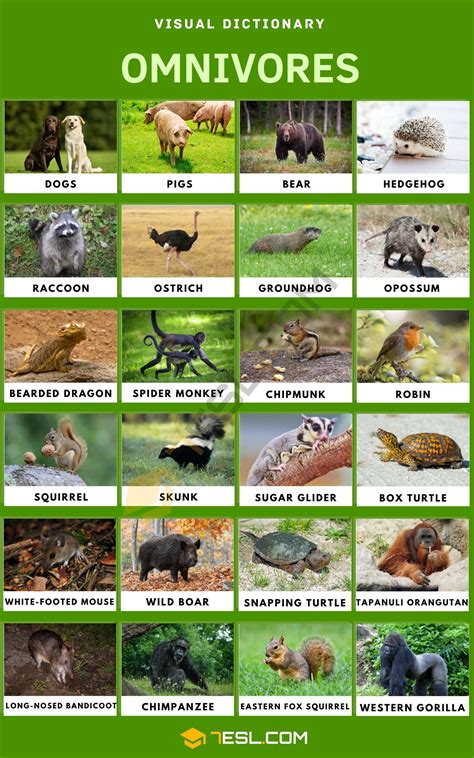 Omnivore Names and List of Omnivorous Animals in English • 7ESL