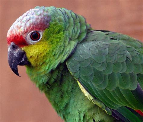 Activating Thoughts: Beautiful Parrots Wallpapers