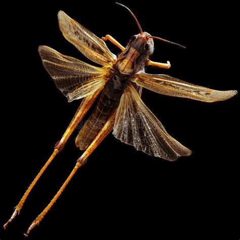 Grasshopper Wings stock photo. Image of insect, isolated - 60685688