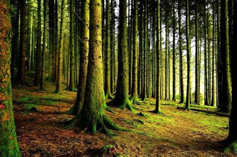 Plants help moderate climate warming, says study