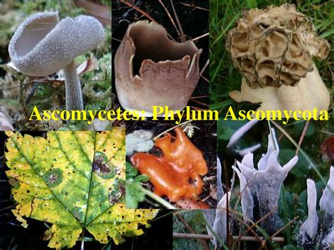 PPT - Ascomycetes: Phylum Ascomycota PowerPoint Presentation - ID:318553