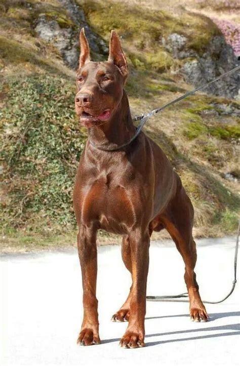 88+ Doberman Red - l2sanpiero