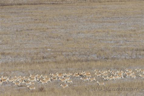 Marcel Huijser Photography | Asian wildlife: Mongolian gazelle ...