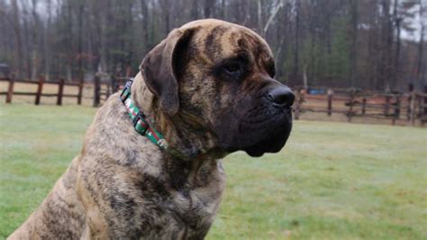 American Mastiff Dog Breed Information, Images, Characteristics, Health