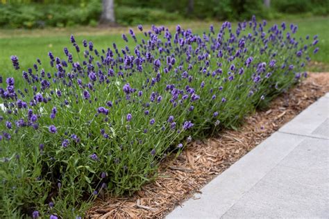 English Lavender: A Growing Guide | Garden Design