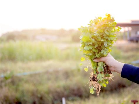 Learn About Cilantro Harvesting