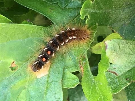 Toxic brown-tail moth caterpillars found on A28 outside Canterbury