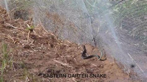 Snake Interacting With Mesh & Animex Fencing - YouTube